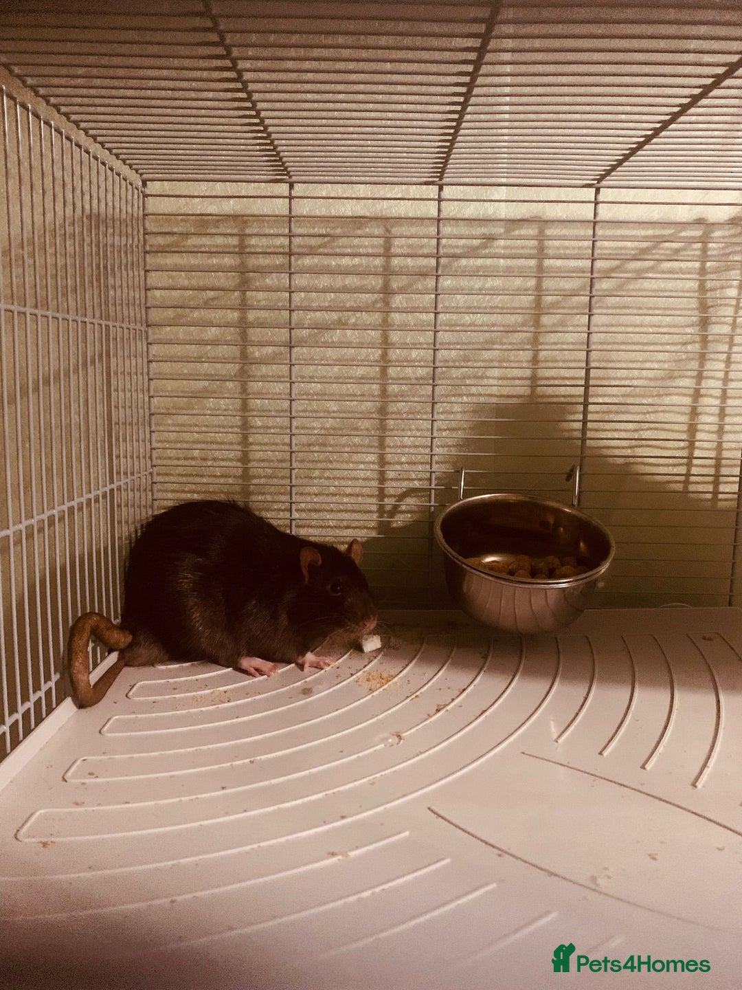 Rat rodents for sale: Two beautiful brothers  - Advert 4