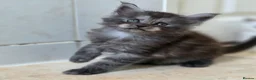 Maine Coon cats for sale: Pedigree TICA Registered Maine Coon Kittens - Advert 7
