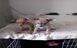 Miniature Pinscher dogs for sale: Mini pinscher for sele  - Image 15