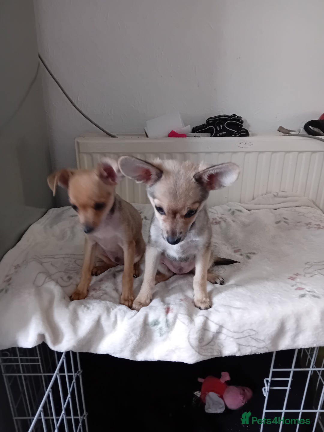 Miniature Pinscher dogs for sale: Mini pinscher for sele  - Image 15