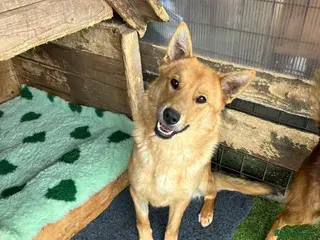 Mixed Breed dogs JUPITER - Advert 10