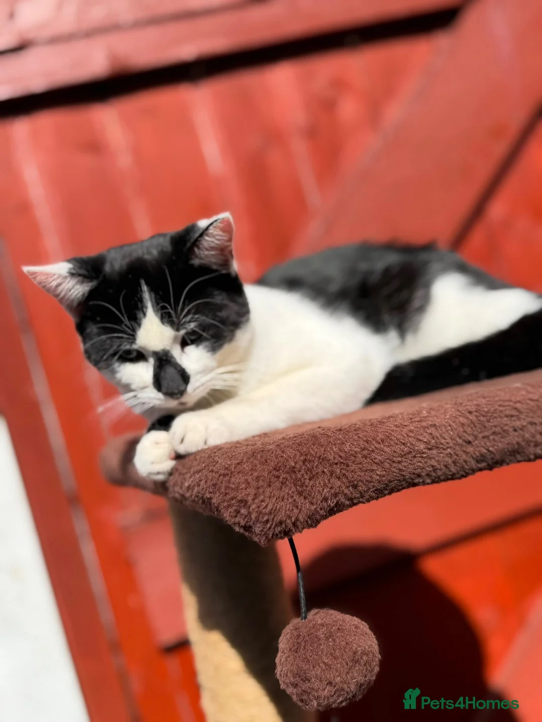 Mixed Breed cats for sale: Mixed Breed Kittens Looking For A Loving Home - Advert 2