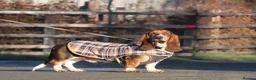 Basset Hound dogs for stud: FOR STUD ONLY Health tested Tri Basset Hound  - Advert 2