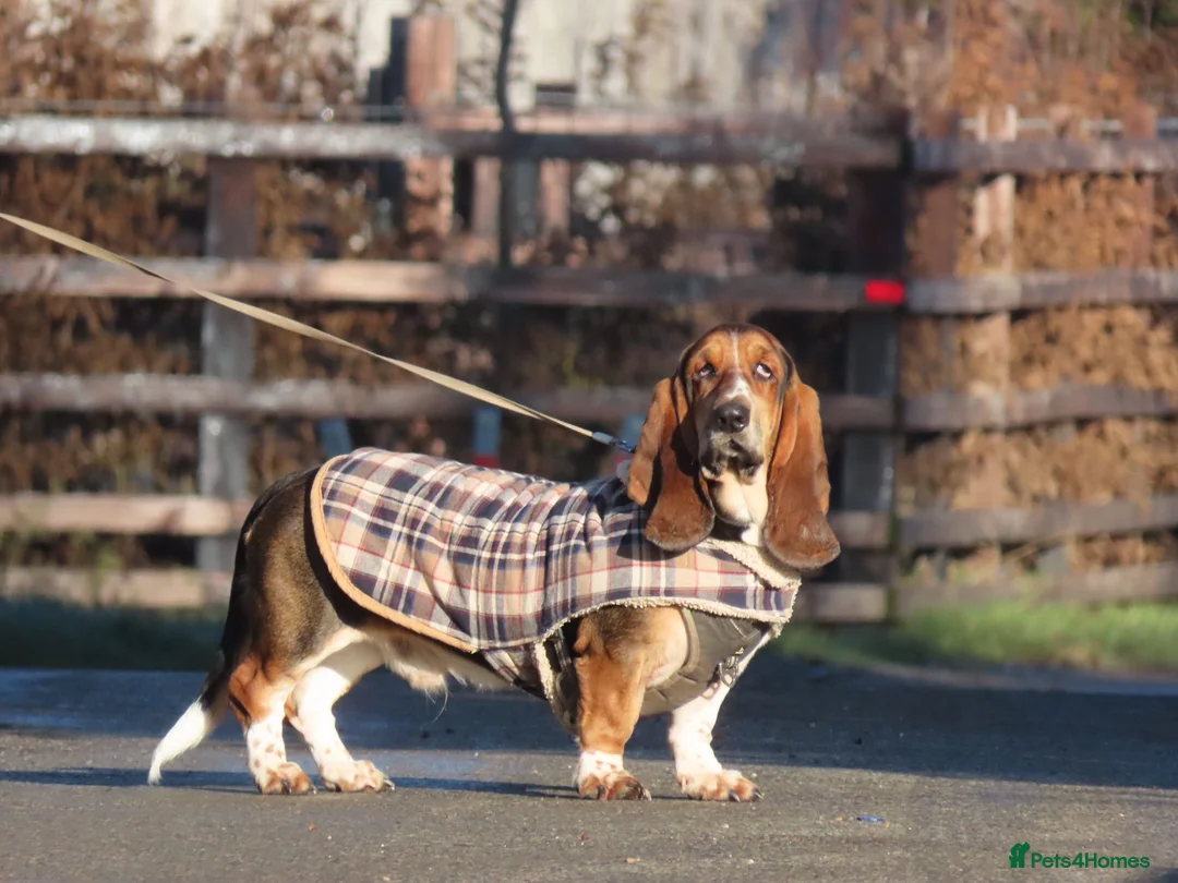Basset Hound dogs for stud: FOR STUD ONLY Health tested Tri Basset Hound  - Advert 2