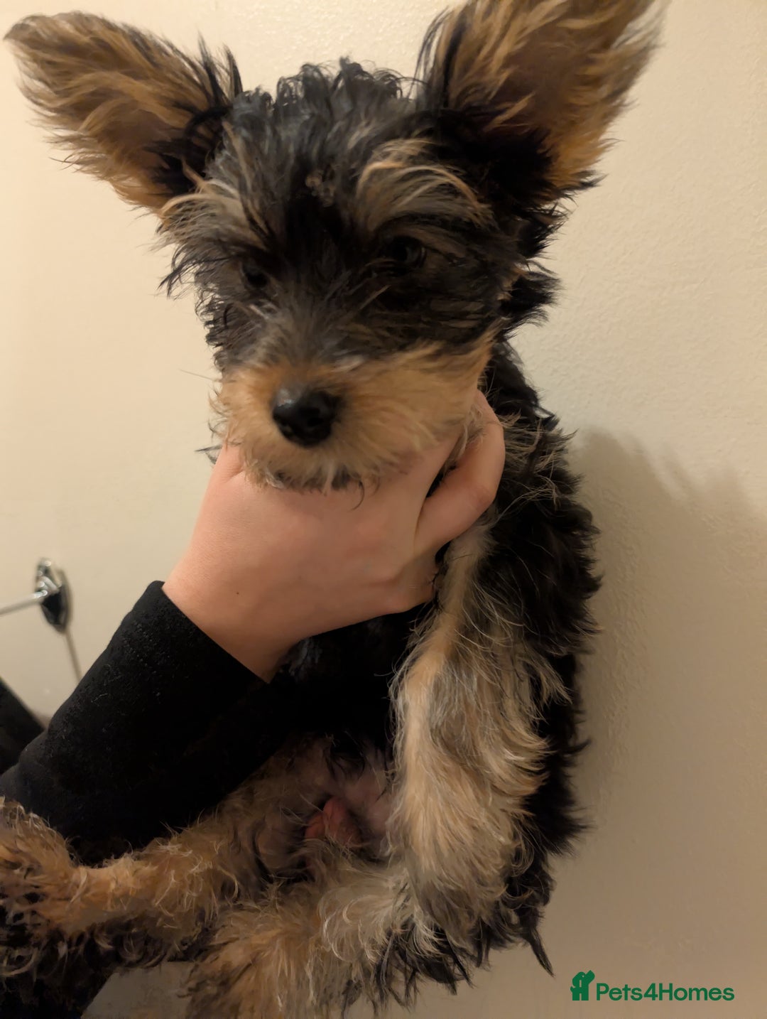 Yorkshire Terrier dogs for sale: Little boy  - Image 3