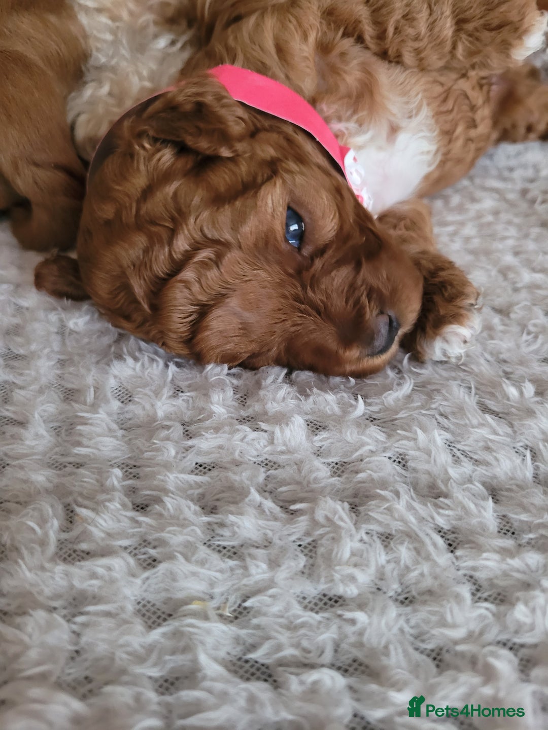 Cavapoo dogs for sale: Adorable mini Cavapoo puppies F1bb - Advert 7