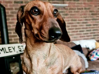 Dachshund dogs Tweenie Dachshunds - Advert 3