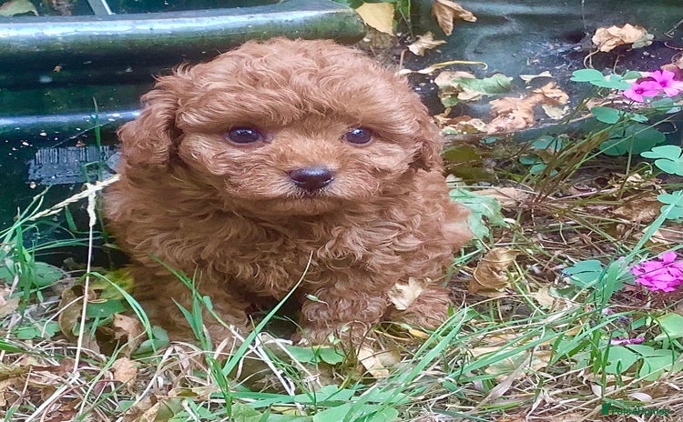 Toy Poodle dogs - Advert 16