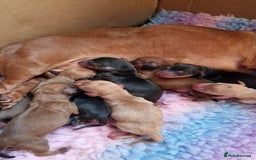 Miniature Dachshund dogs for stud: Beautiful Cream Long Hair for stud in Motherwell - Image 12