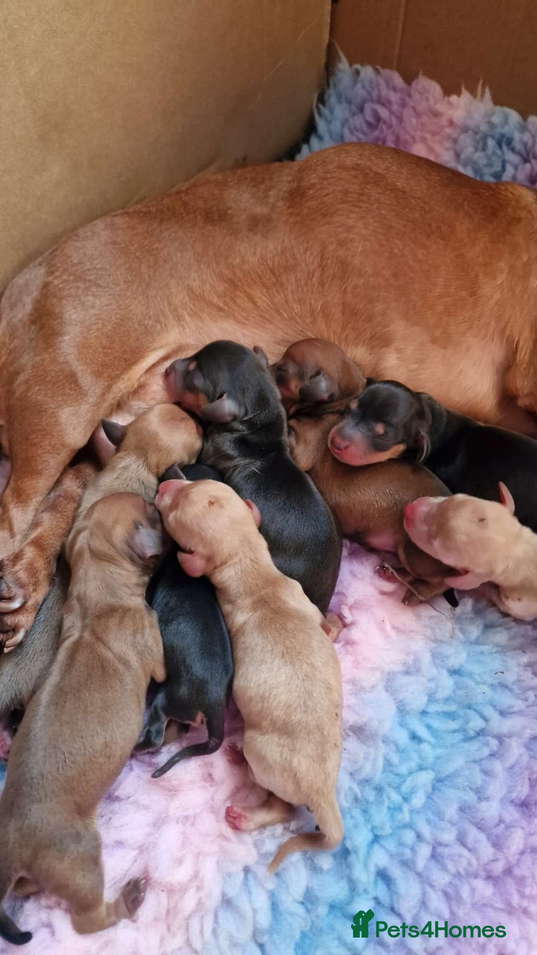 Miniature Dachshund dogs for stud: Beautiful Cream Long Hair for stud in Motherwell - Image 12