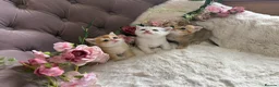 British Shorthair cats for sale: Beautiful British Shorthair Kittens  - Advert 5