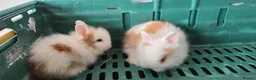 Lionhead rabbits for sale: 2 beautiful purebred lionhead rabbits - Advert 7