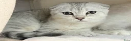 Scottish Fold cats for sale: Gorgeous Scottish fold/ Straight female kittens - Advert 11