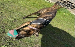 Mixed Breed dogs for sale: 1 year old staffy x husky girl  - Image 4