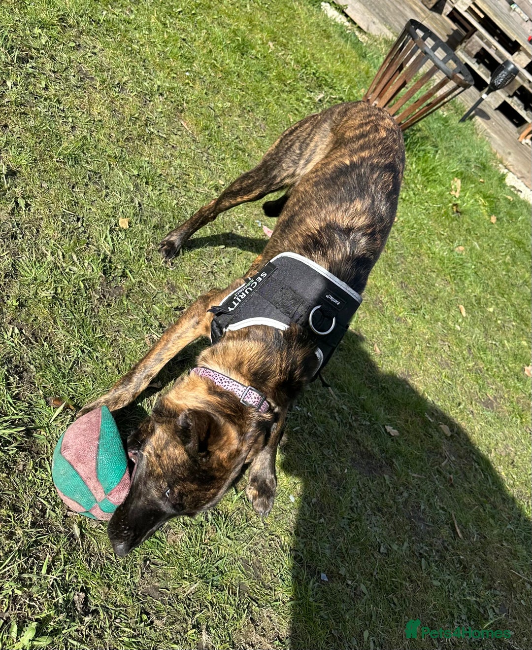 Mixed Breed dogs for sale: 1 year old staffy x husky girl  - Image 4