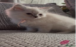 Ragdoll cats for sale: Stunning Ragdoll kittens available  - Image 14