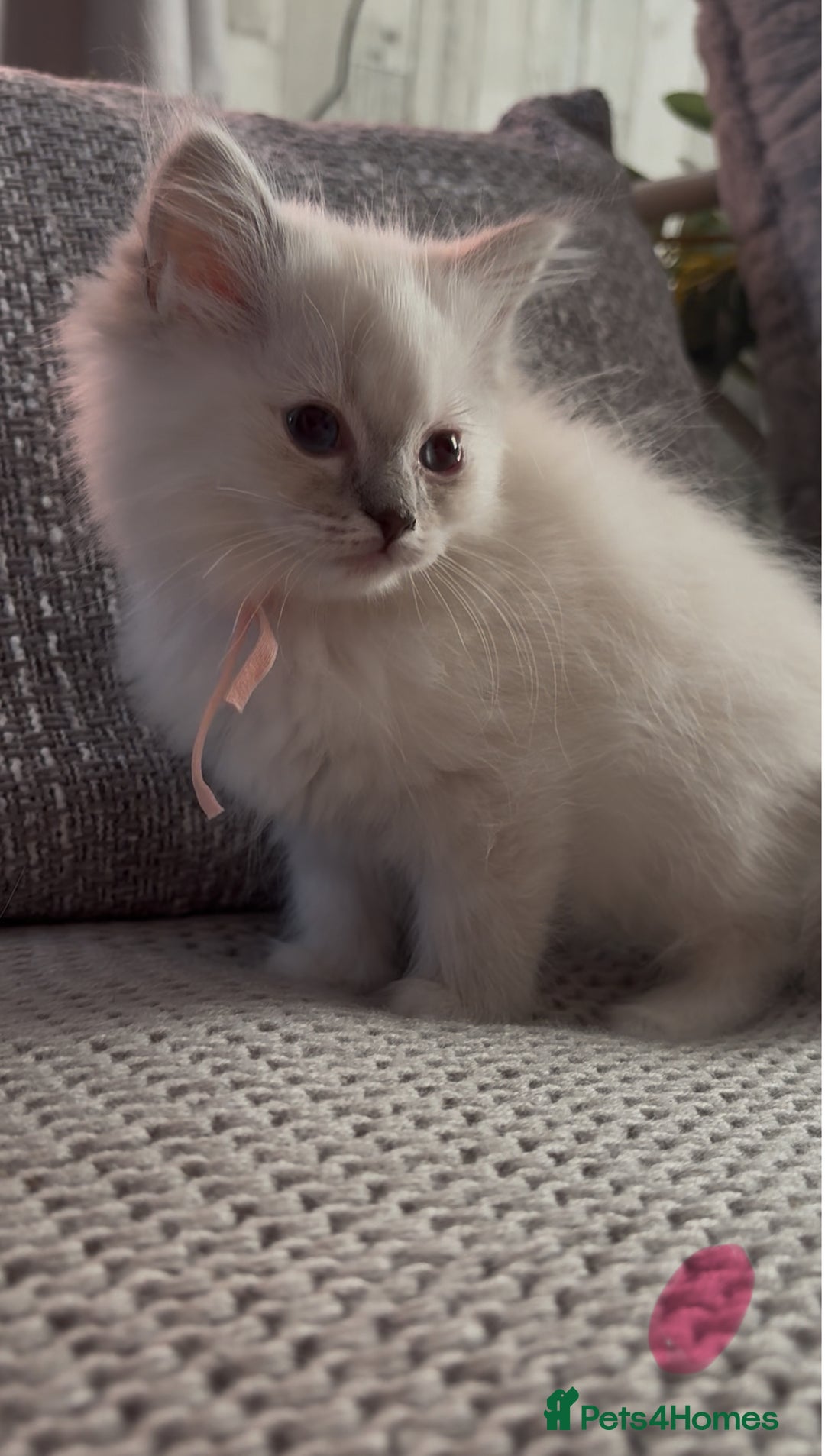 Ragdoll cats for sale: Stunning Ragdoll kittens available  - Image 14