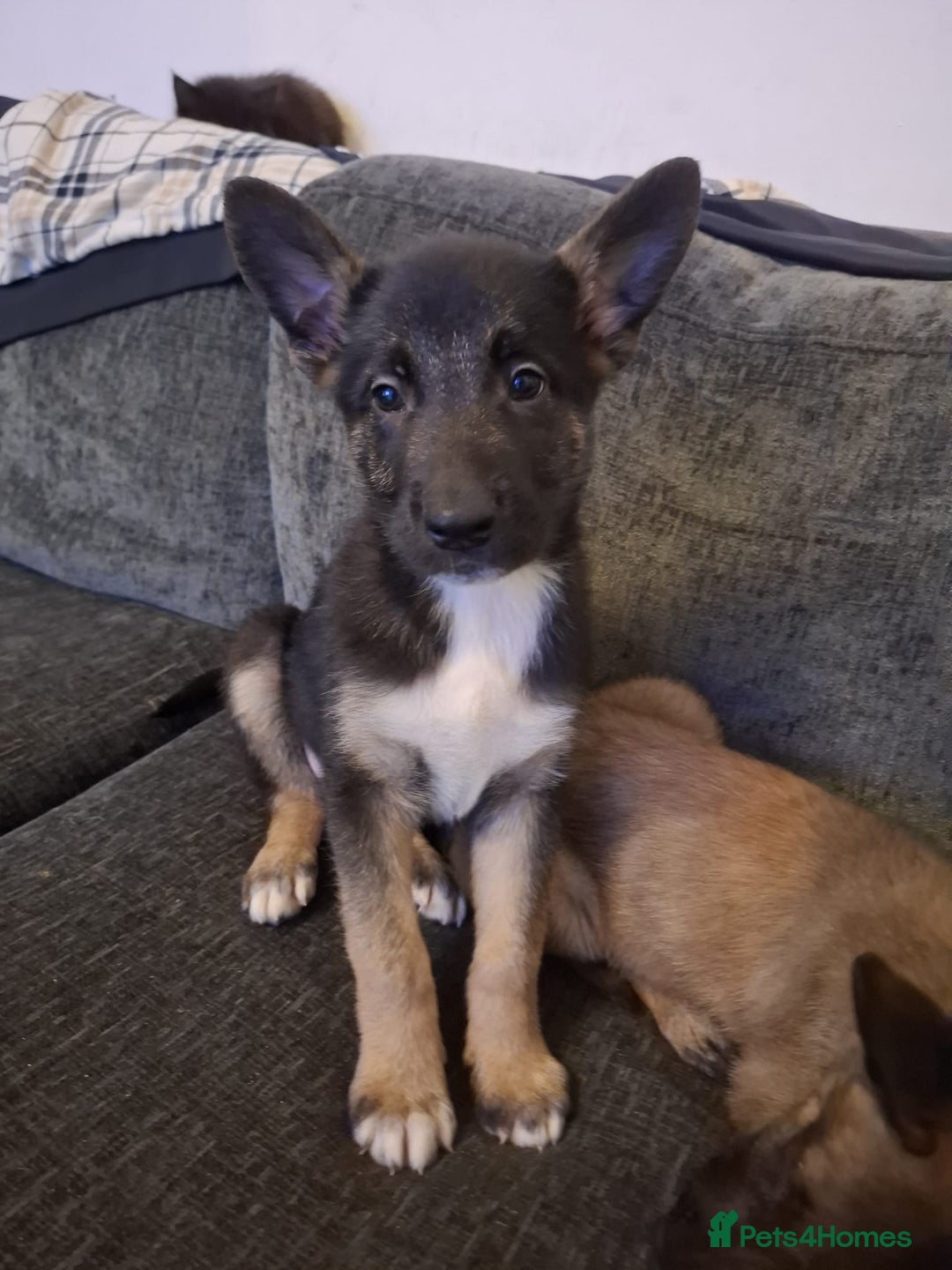 Belgian Shepherd Dog dogs for sale: 2 beautiful 8 week old Belgian shepherd dog - Advert 1