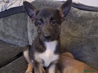 Belgian Shepherd Dog dogs 2 beautiful 8 week old Belgian shepherd dog - Advert 2