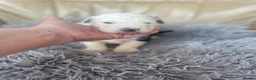 Old English Sheepdog dogs for sale: Old English sheep dog puppies  - Advert 10