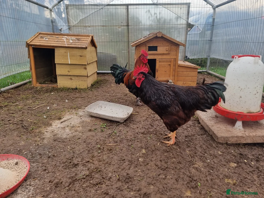 Chickens poultry for sale: 2 Purebred Cockerels - Advert 3