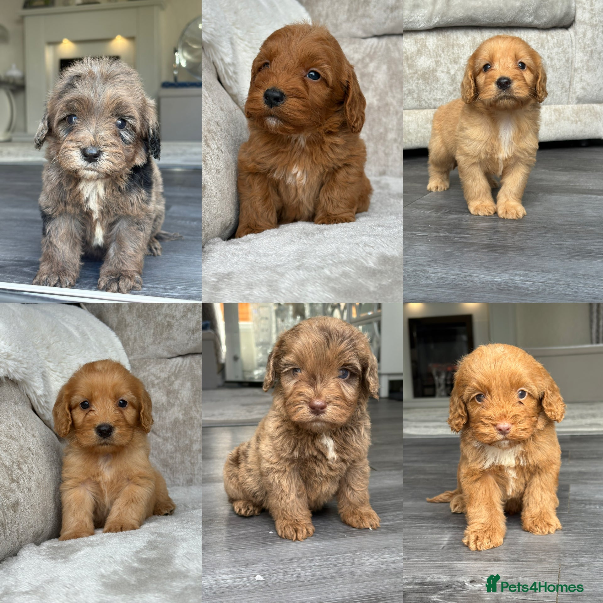 Cockapoo dogs Stunning f1 cockapoo puppies 🐶  - Advert 1