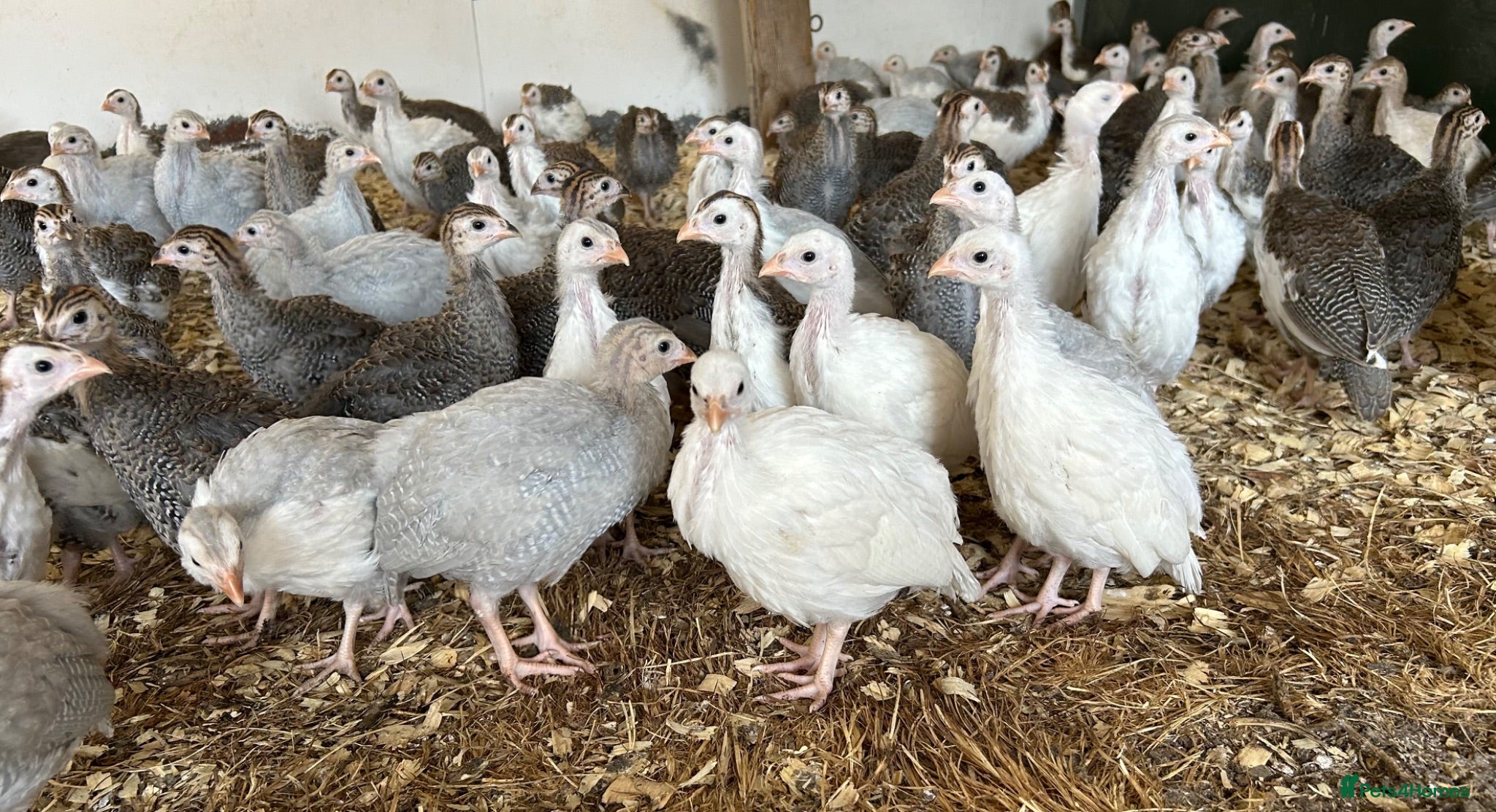 Guinea Fowl poultry Guinea fowl keets for sale  - Advert 5
