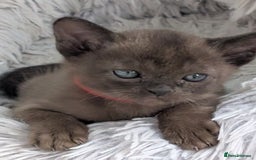 Burmese cats for sale: 5 bouncing beautiful Burmese boys - Image 15