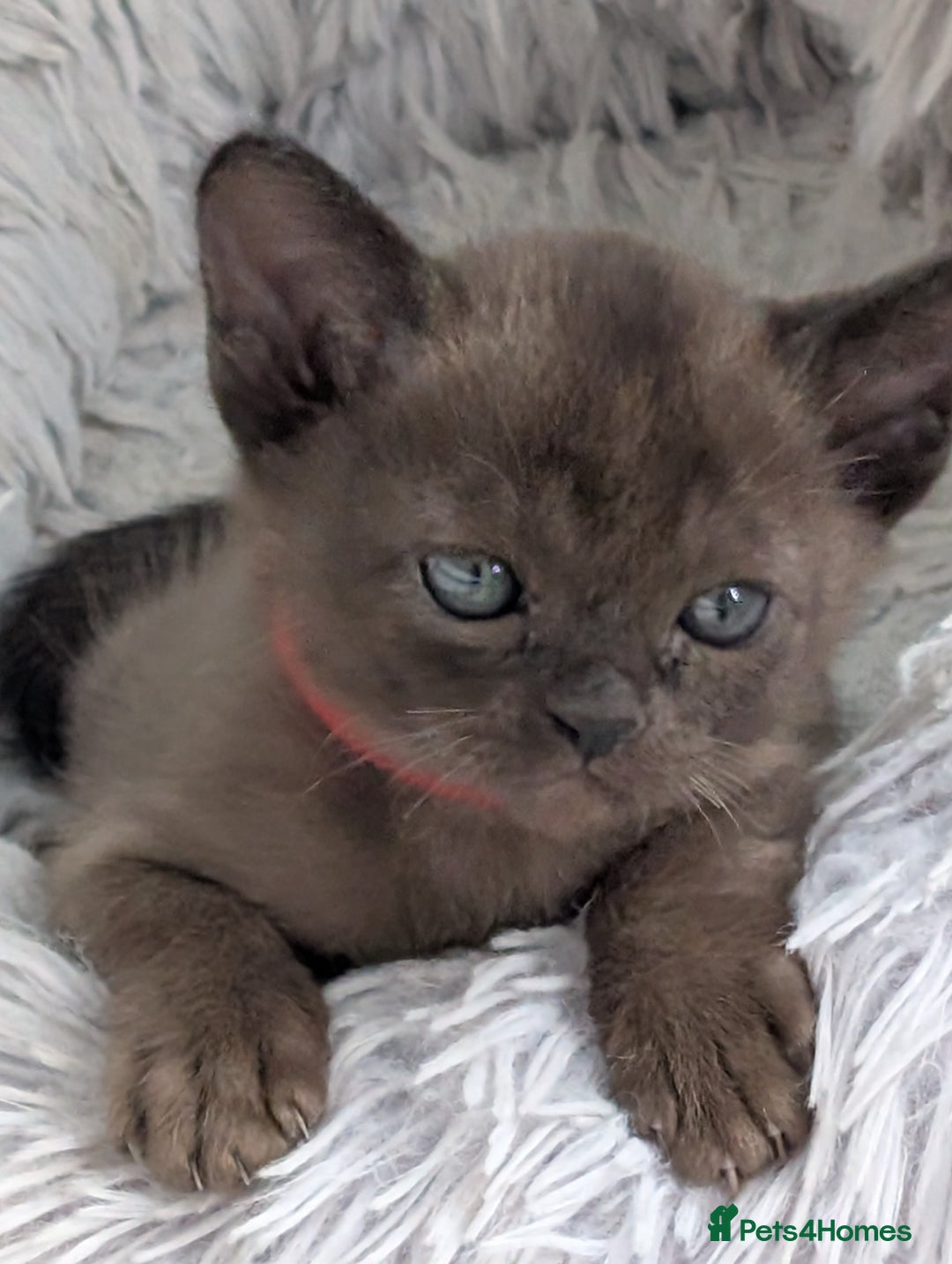 Burmese cats for sale: 5 bouncing beautiful Burmese boys - Image 15