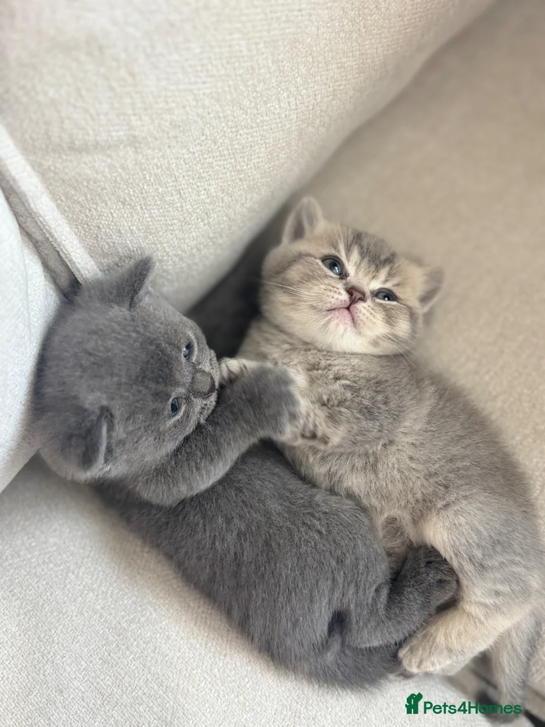 British Shorthair cats for sale: British shorthair / scottish fold kittens - Advert 1