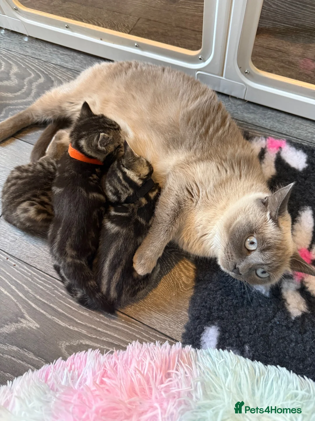British Shorthair cats for sale: 4 British short hair kittens  - Advert 2