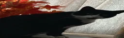 Domestic Shorthair cats for sale: Taxido boy in search of a loving home  - Advert 3