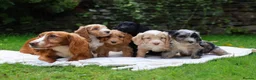 Cockapoo dogs for sale: F1 Cockapoos available 🐶 in Neath - Advert 1