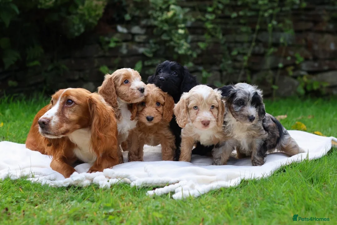 Cockapoo dogs for sale: F1 Cockapoos available 🐶 in Neath - Advert 1