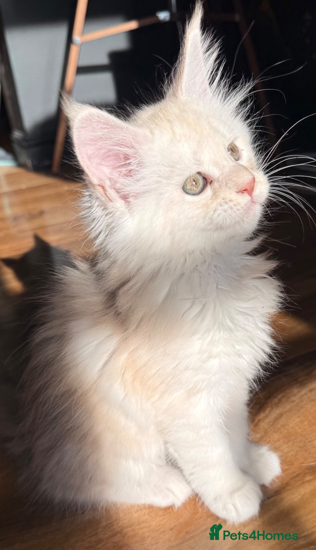 Maine Coon cats Maine Coon kittens, show quality  - Advert 10