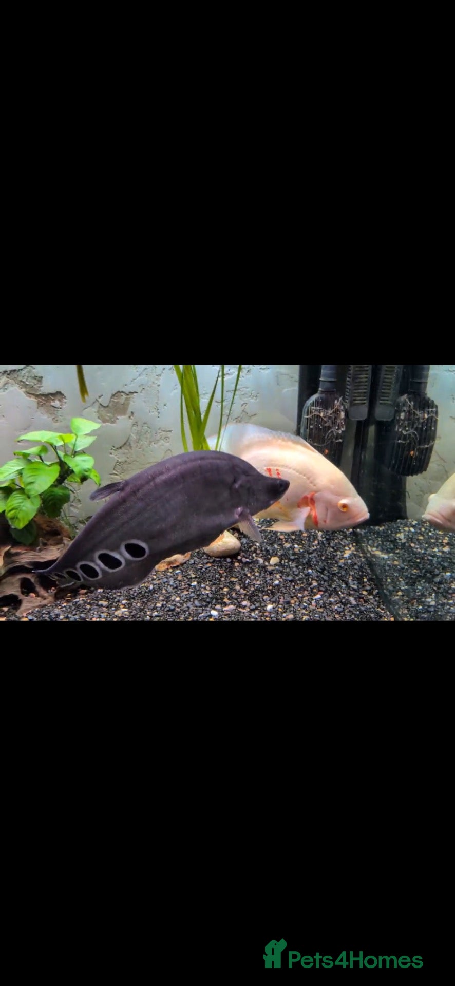 Other/Mixed Breed fish Clown knife fish  - Advert 3