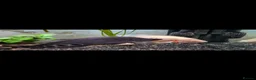 Other/Mixed Breed fish for sale: Clown knife fish  - Advert 1