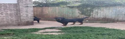 Rottweiler dogs for sale: Male rottweiller puppy’s  - Advert 8