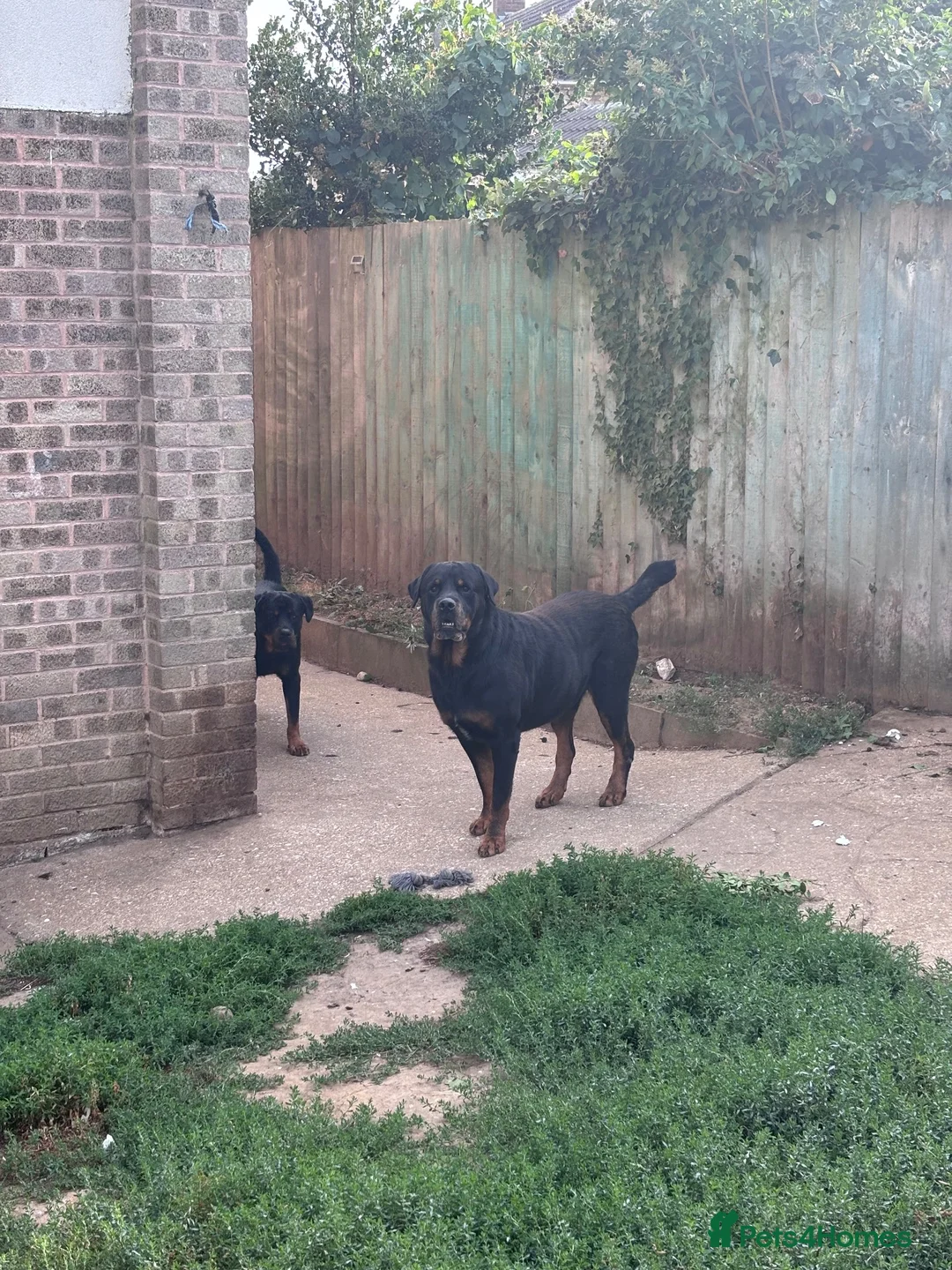Rottweiler dogs for sale: Male rottweiller puppy’s  - Advert 8