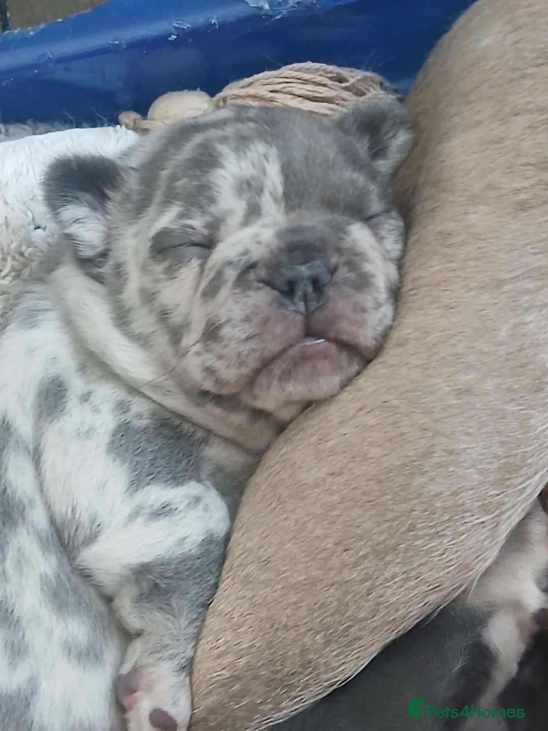 French Bulldog dogs for sale: French Bulldog Merles carrying fluffy ready to go. - Advert 1