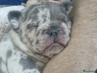 French Bulldog dogs French Bulldog Merles carrying fluffy ready to go. - Advert 1