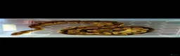 Python Snake reptiles for sale: Royal Python  - Advert 3