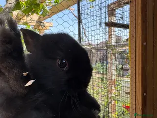 Netherland Dwarf rabbits for sale: 6 beautiful bunnies, ready for the new home - Advert 1
