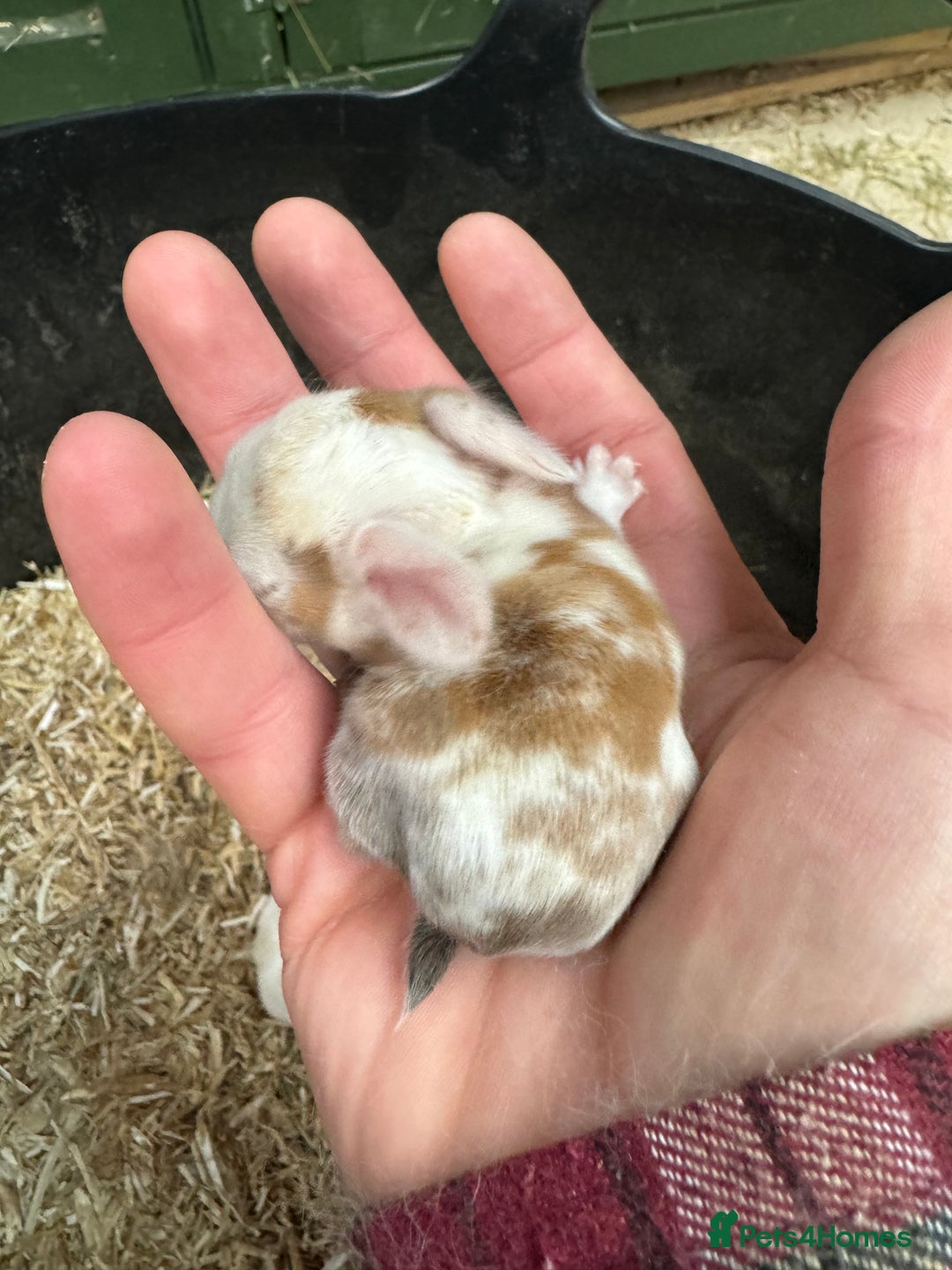 Mini Lop rabbits for sale: MINI LOP BUNNIES - PEDIGREE  - Image 20