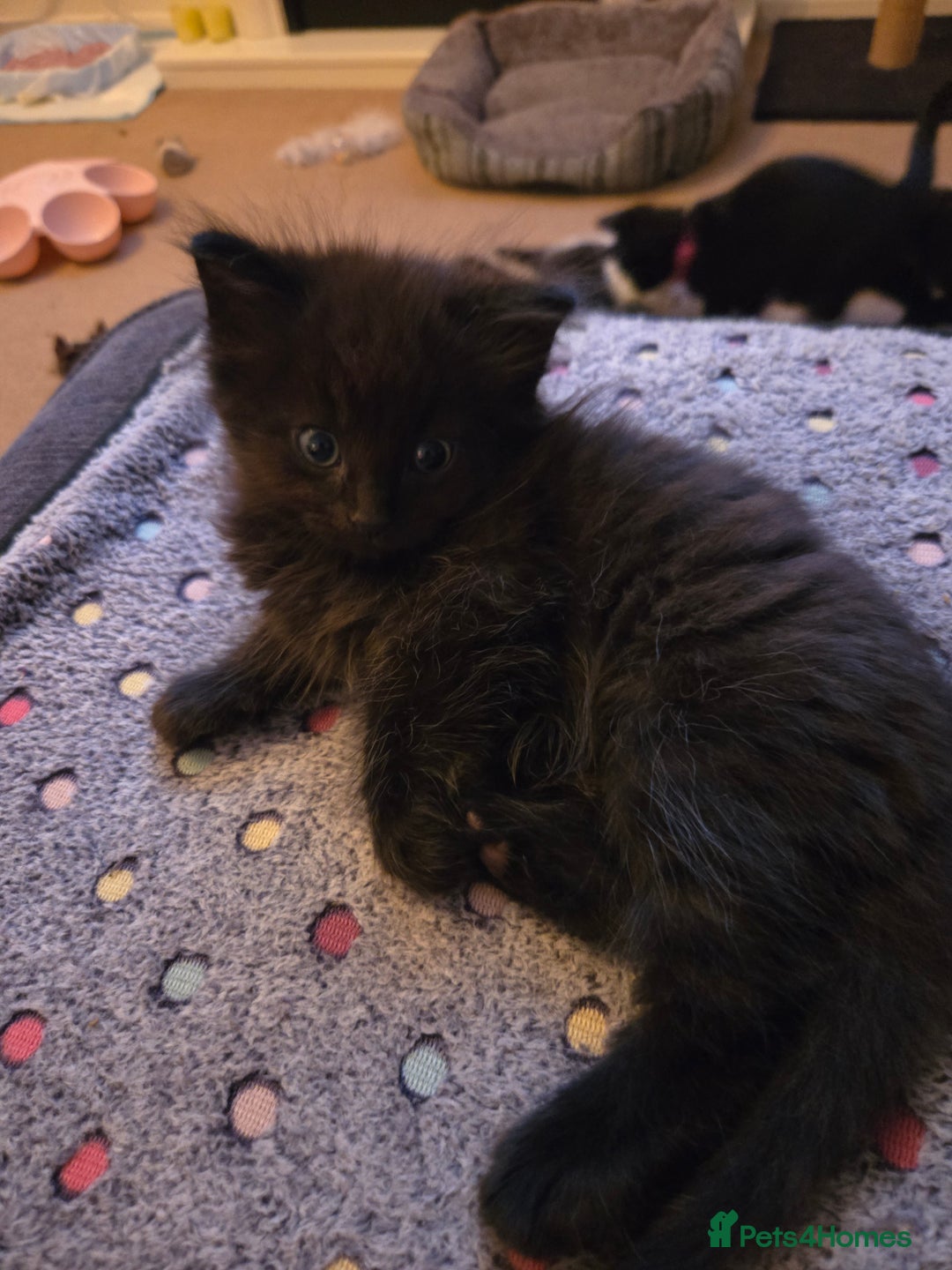 Mixed Breed cats for sale: Ragdoll X Kittens - Image 1