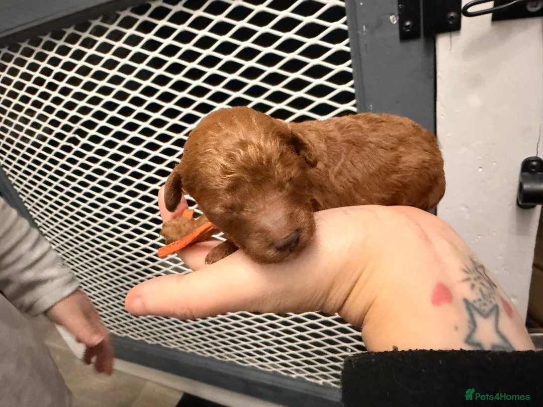 Toy Poodle dogs for sale: Toypoodle💙champion bloodline,kc,dna clear parent  - Advert 22