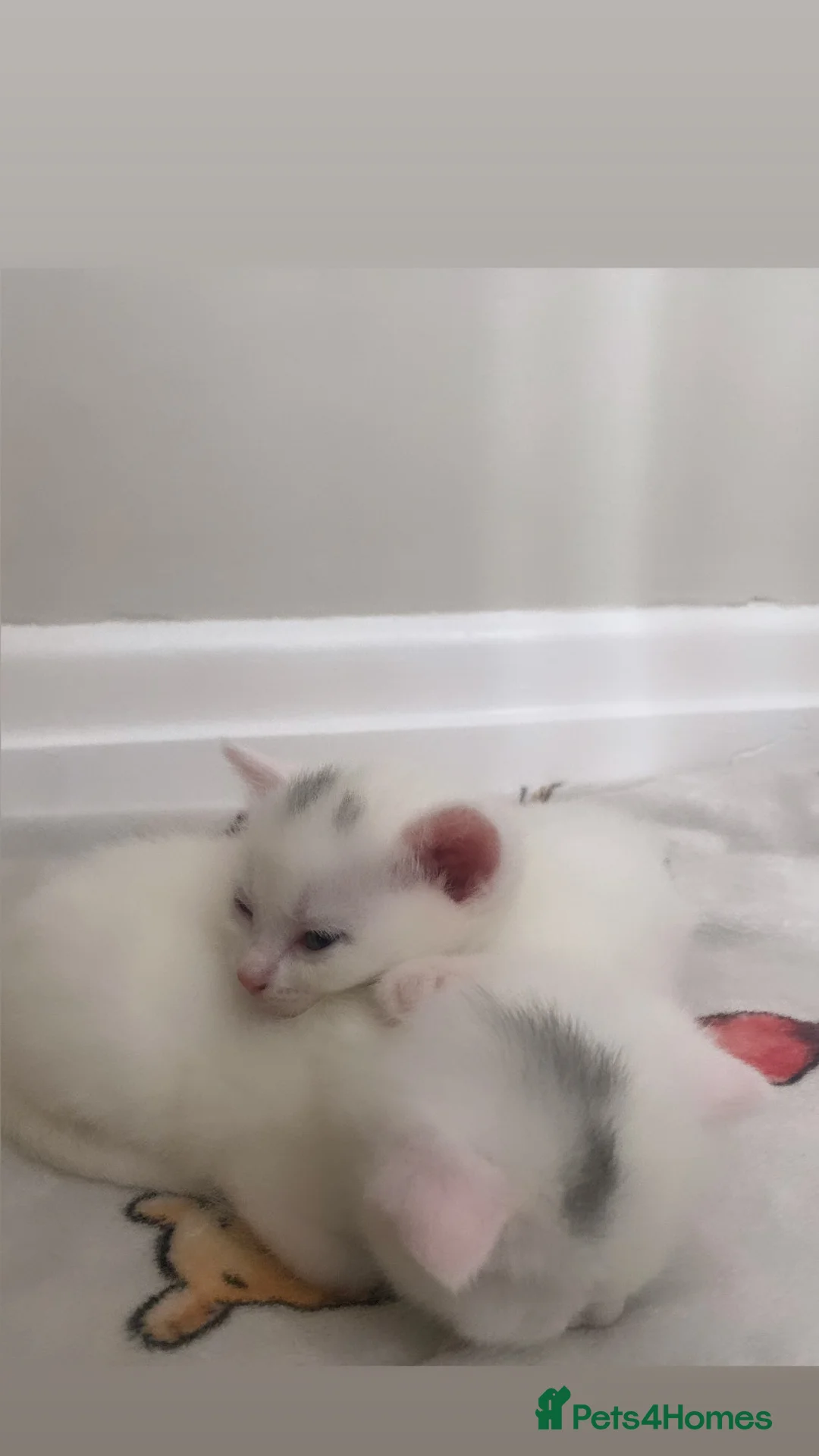Mixed Breed cats for sale: mixed british short haired kittens  - Advert 2