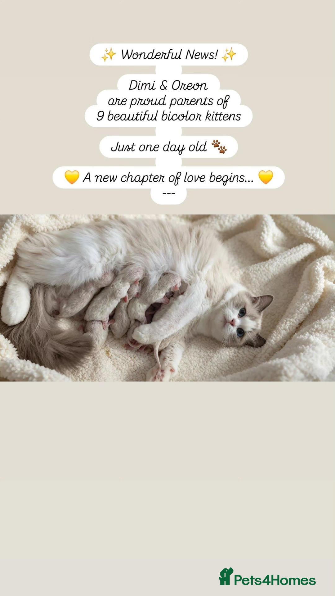 Ragdoll cats Elite TICA Kittens – Champion Bloodlines - Advert 2