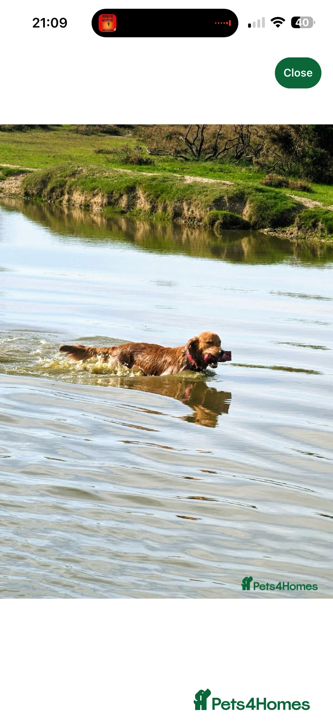 Golden Retriever dogs for sale: Champion lined KC REG GOLDEN RETRIEVER puppies - Advert 10