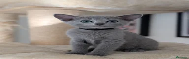 Russian Blue Kitten 2